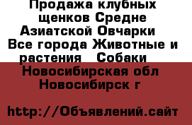 Продажа клубных щенков Средне Азиатской Овчарки - Все города Животные и растения » Собаки   . Новосибирская обл.,Новосибирск г.